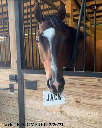 Jack - RECOVERED 2/26/21